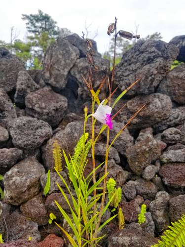 Orchids and ferns grow next to hardened lava in Hawaii.