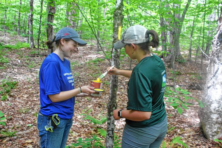 Viva Goetze, left, and Eva Holtoff paint a blaze on a trail on Moose Mountain in Hanover in June. (Upper Valley Trails Alliance photograph)