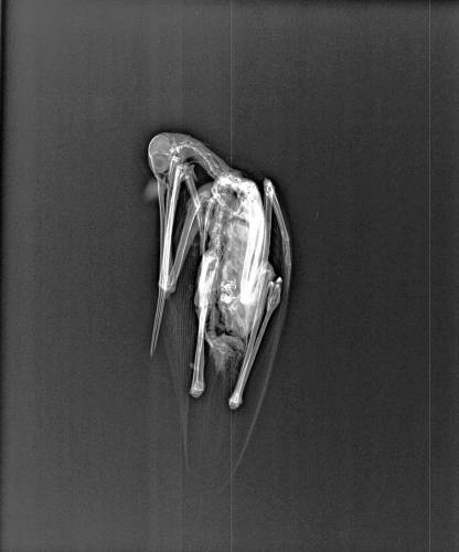 Following the death of the marbled godwit, an X-ray showed no physical injuries. (Courtesy of Vermont Fish and Wildlife)